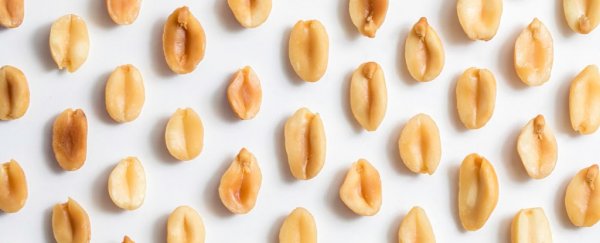 A peanut allergy treatment pill just got closer to reality, but sadly there's a major catch