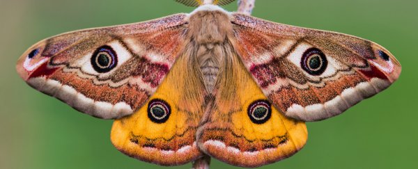 Furry moths have evolved impressive 'acoustic camouflage' on par with military technology