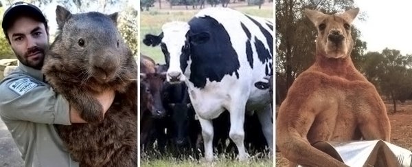 Australia doesn't just have Knickers – check out these other absolute units