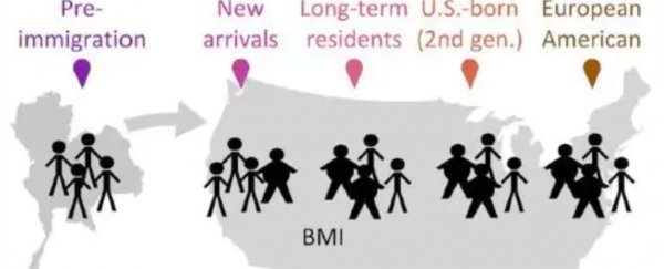 Immigrants arrive in America with diverse gut bacteria, but that changes almost immediately