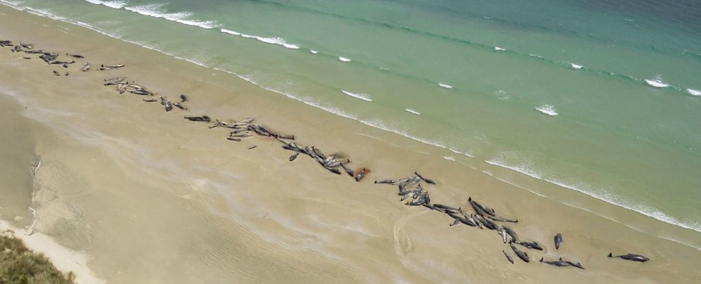A mass stranding left this New Zealand beach covered with over 140 dead whales