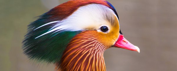 New York's beloved, handsome duck is back after a mysterious disappearance