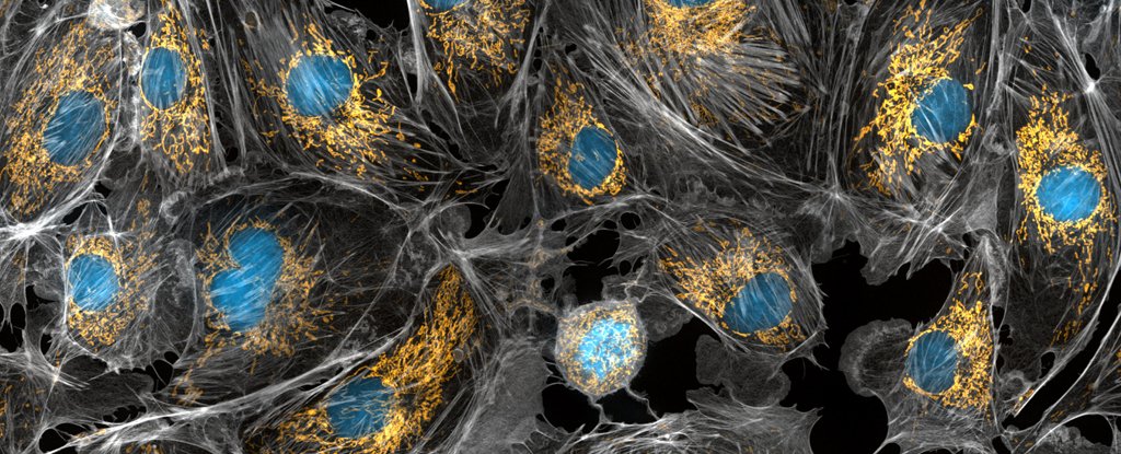 Mitochondriacanbeinheritedthrofather 1024 مجلة نقطة العلمية