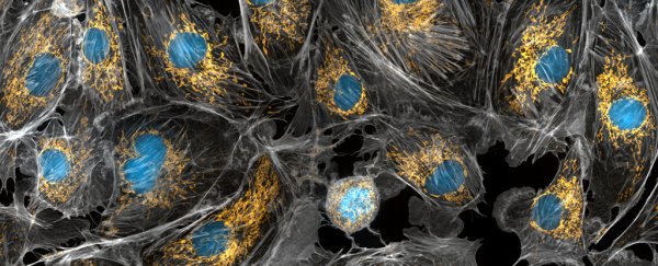 Radical findings show mitochondrial DNA can be inherited from dads