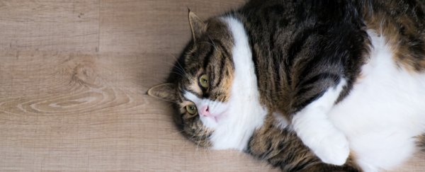 Weight-loss surgery data indicates there are actually 4 types of obesity
