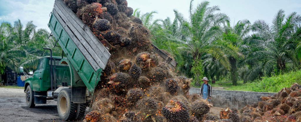 Why your palm oil boycott may not be the best way to save the environment