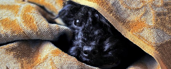 How to keep your pet calm during the fireworks (or thunder)