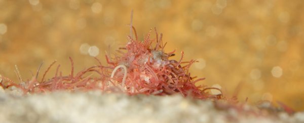 The internet is freaking out over this perfectly normal pulsating mass of sewer worms