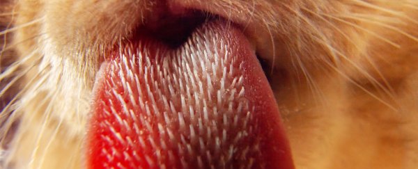 Scientists have studied the freaky weirdness of the cat tongue and turned it into a hairbrush