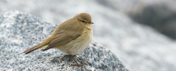 These teeny-tiny birds fly an incredible 13,000 kilometres one way to migrate