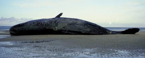 There was a shocking amount of plastic in this dead whale's belly - including flip-flops