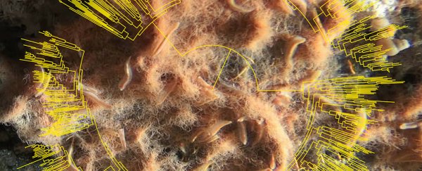 We may have just discovered an unexpected new weapon against greenhouse gases
