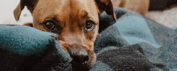 A US government agency has doubled down on running controversial experiments on dogs