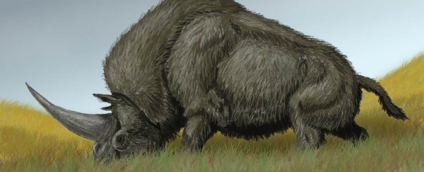 DNA of the mysterious 'Siberian unicorn' has been analysed for the first time
