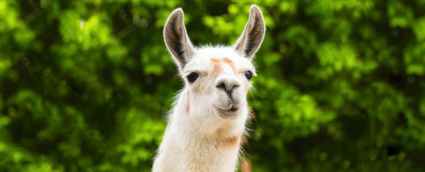 We could soon get a universal flu vaccine, thanks to none other than llamas