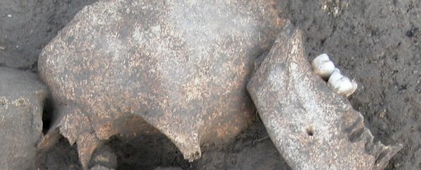 Ancient Gauls did truly gruesome things to their enemies' heads, study confirms