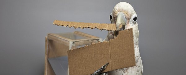 Move over ravens, cockatoos can make new tools of their own