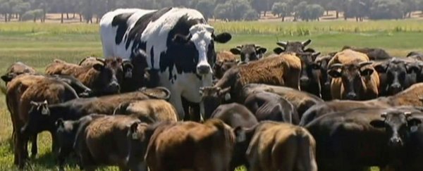 We have some facts about that giant 'cow' the internet is freaking out about