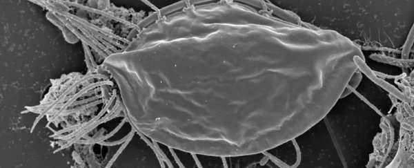 A startling microbe discovery just revealed a whole new branch of our tree of life