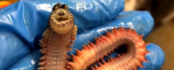 Look at this sea worm with a creepy 'smiling' face pulled from the deep ocean