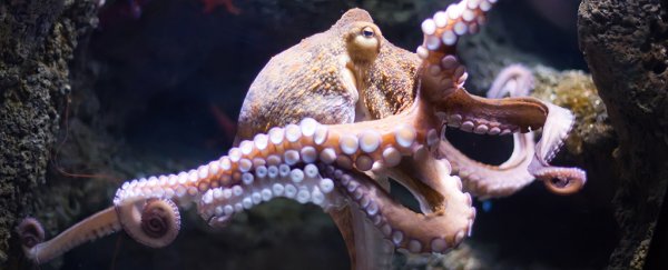 "Male" octopus gives surprise birth to thousands of babies in a US aquarium