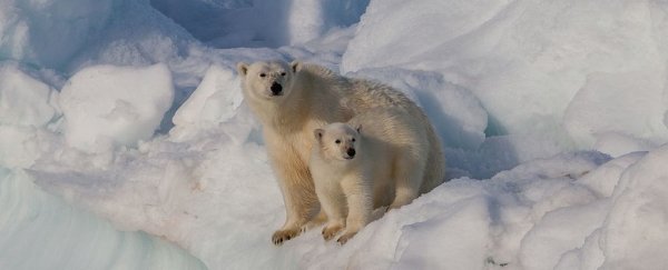 Good news! We have found a thriving polar bear population somewhere on our planet