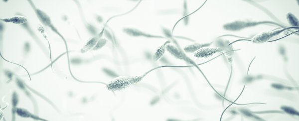 Something is causing male infertility in one of the most important life forms on Earth
