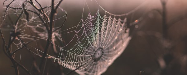 The silk of these spiders is 5 times stronger than steel. Now, we finally know how that's possible