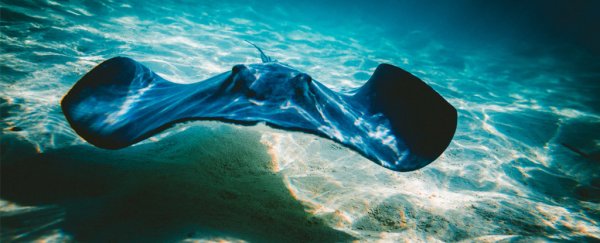 Earth's oceans are heating up way more than we thought. Here's what that means