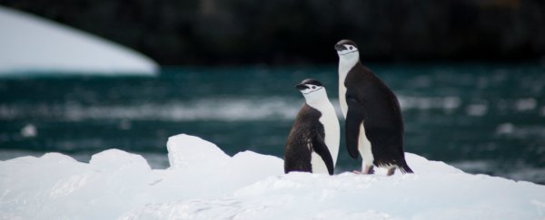 Antarctica nearly had world's largest marine reserve, but some countries ruined the plan again