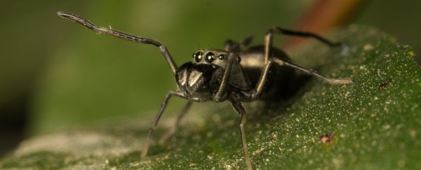 These cute jumping spiders actually nurse their babies on spider milk