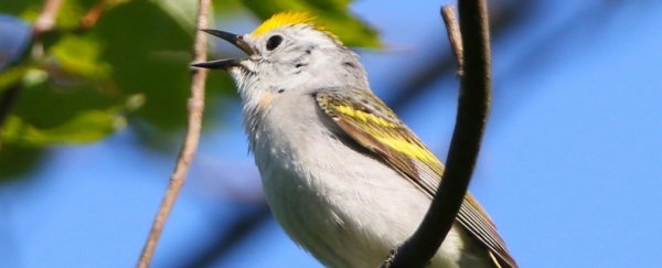 Scientists found a bird that's 3 species in one, and we've never seen anything like it