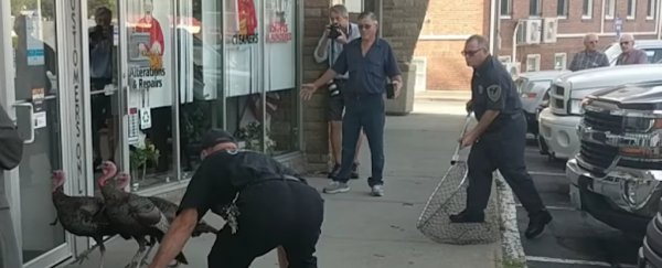 A turkey is causing havoc in Rhode Island by chasing people, and stopping them paying taxes