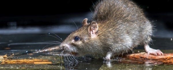 An exotic strain of hepatitis appears to have made the leap from rats to humans in Hong Kong