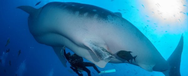 Watch a diver perform the first undersea ultrasound on the world's biggest shark