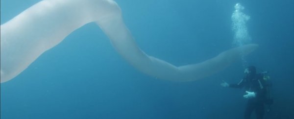 Watch divers encounter a bizarre sea 'creature' that looks like a giant tube