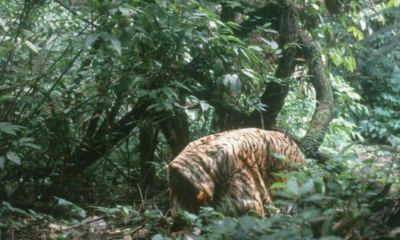 tiger coat researchers