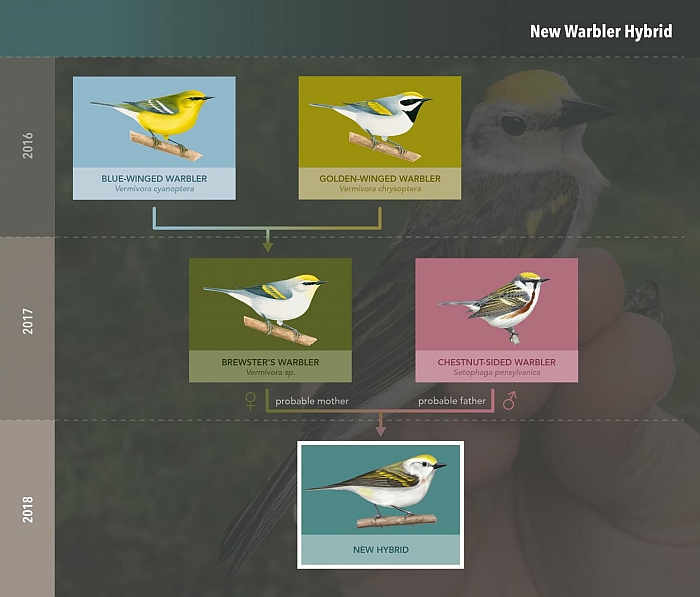 triple hybrid bird family tree