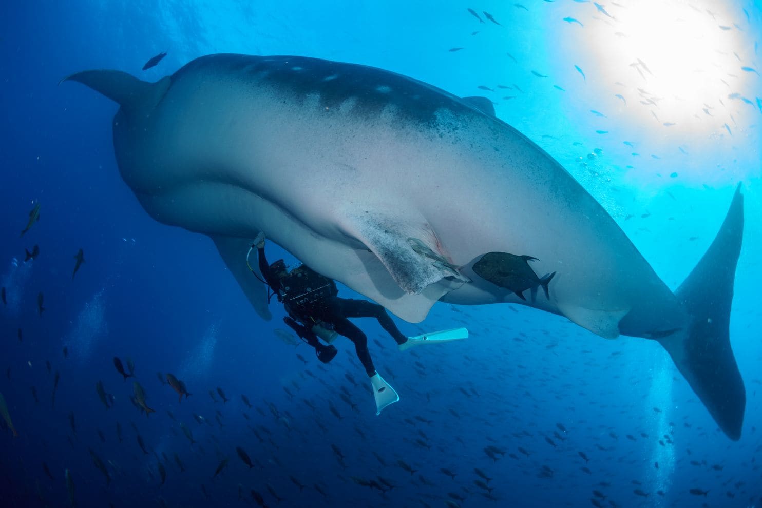 whale shark huge wapo photo1