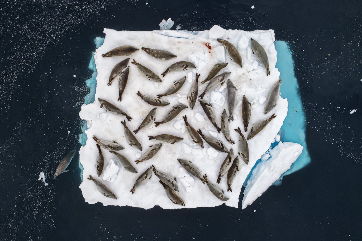 bed of seals