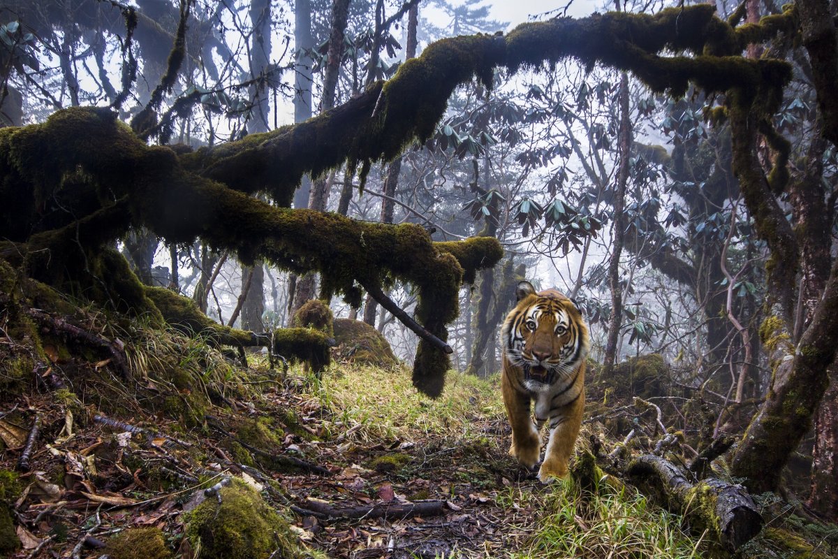 Bhutan tiger