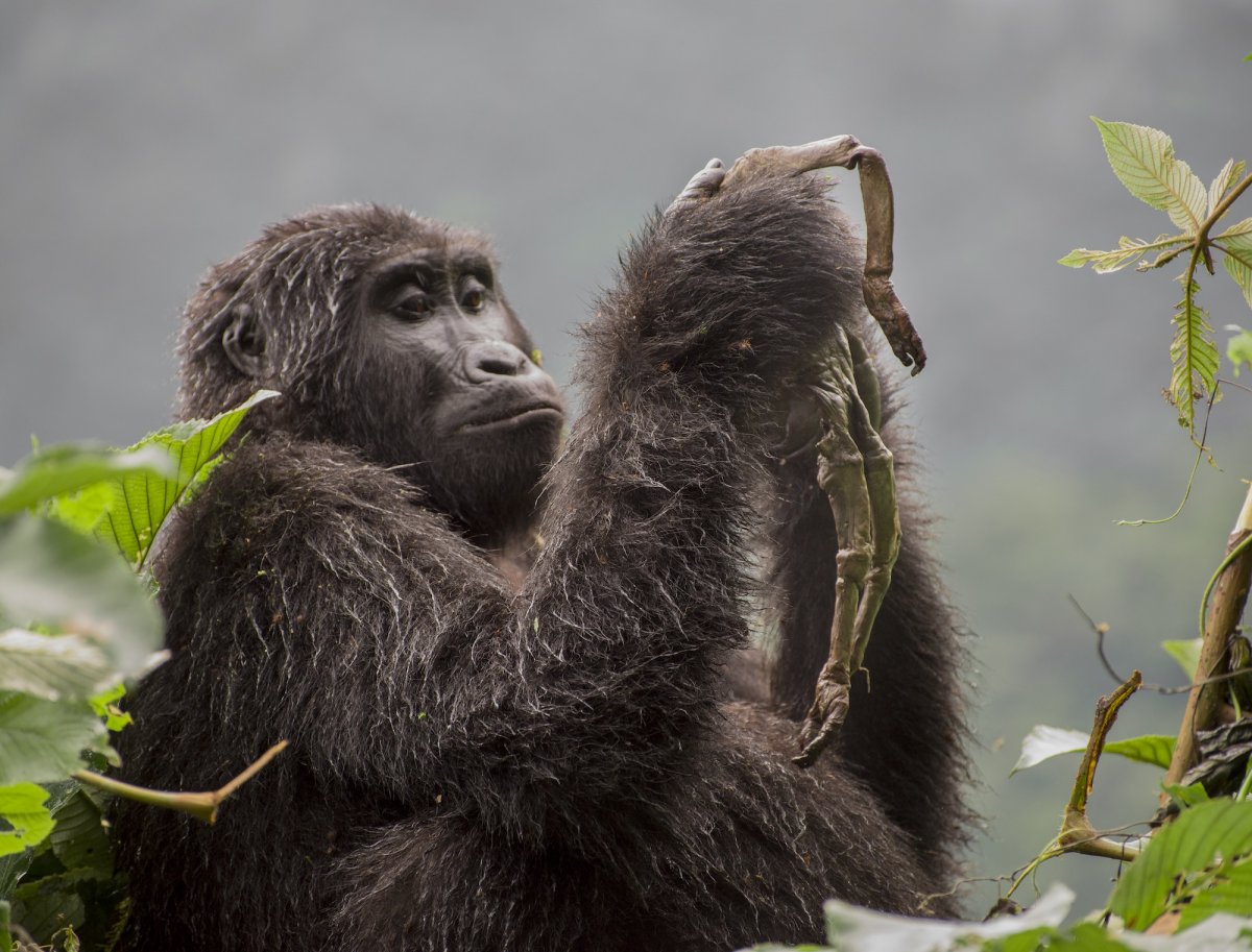 Gorilla mother