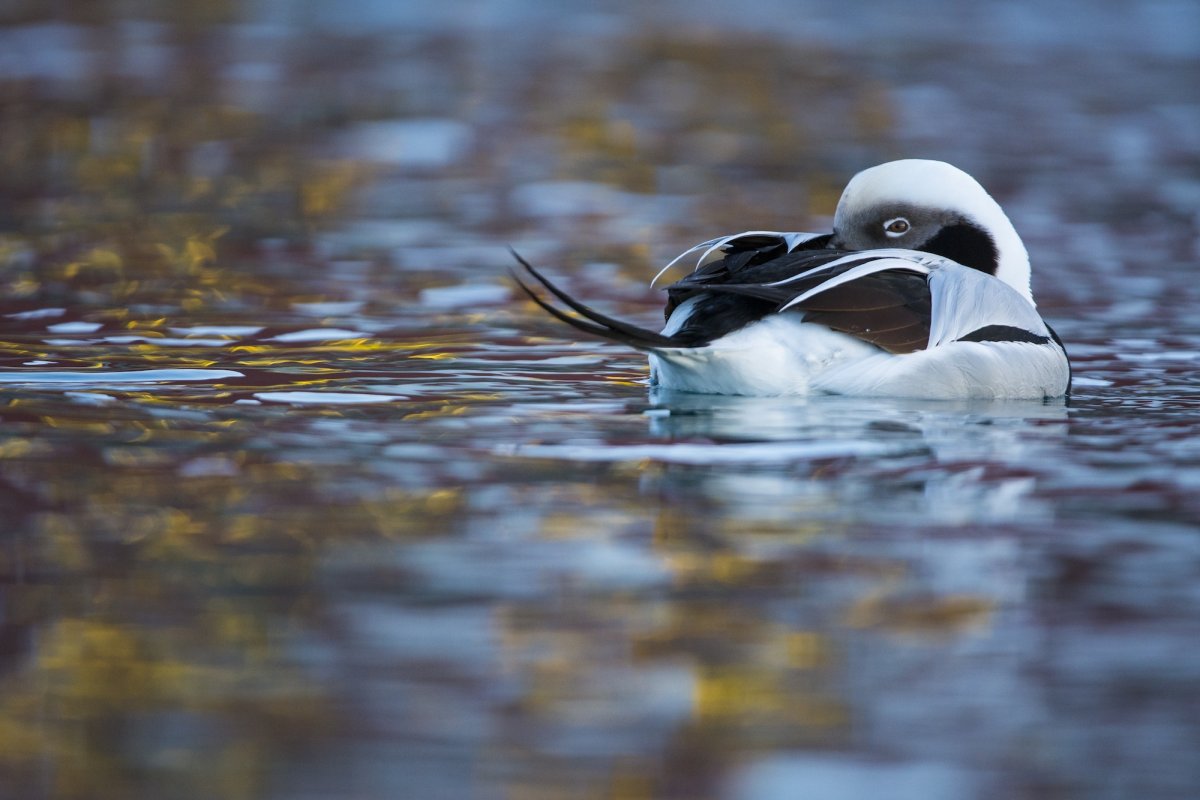 sleepy duck