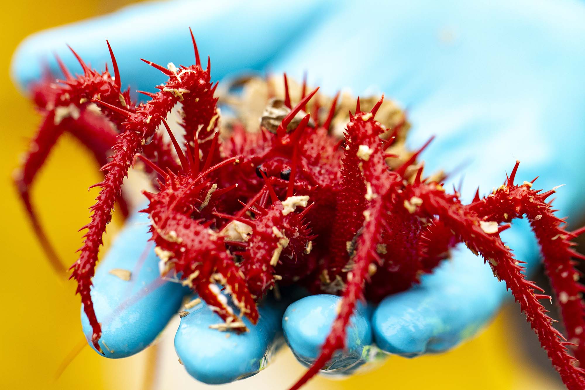 A rock crab Neolithodes cf bronwynae image Fraser Johnston CSIRO