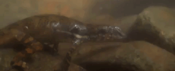 For the first time ever, scientists discover a lizard breathing underwater