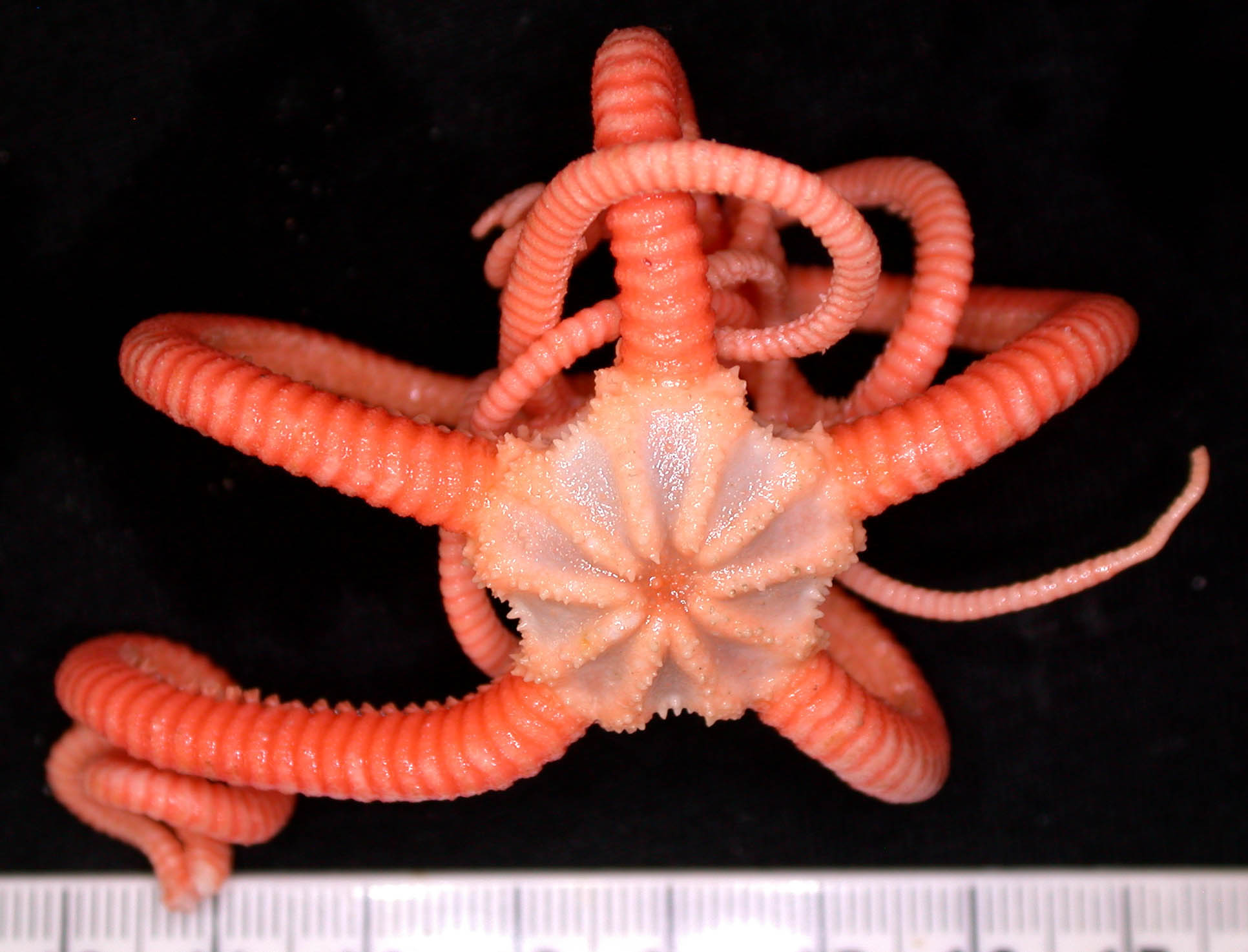 Gorgonocephalidae brittlestar image CSIRO