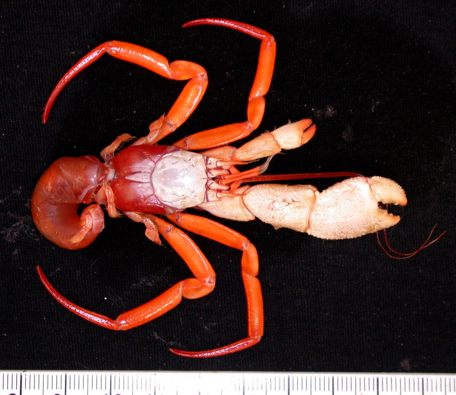 Hermit crab Parapagurus richeri image CSIRO