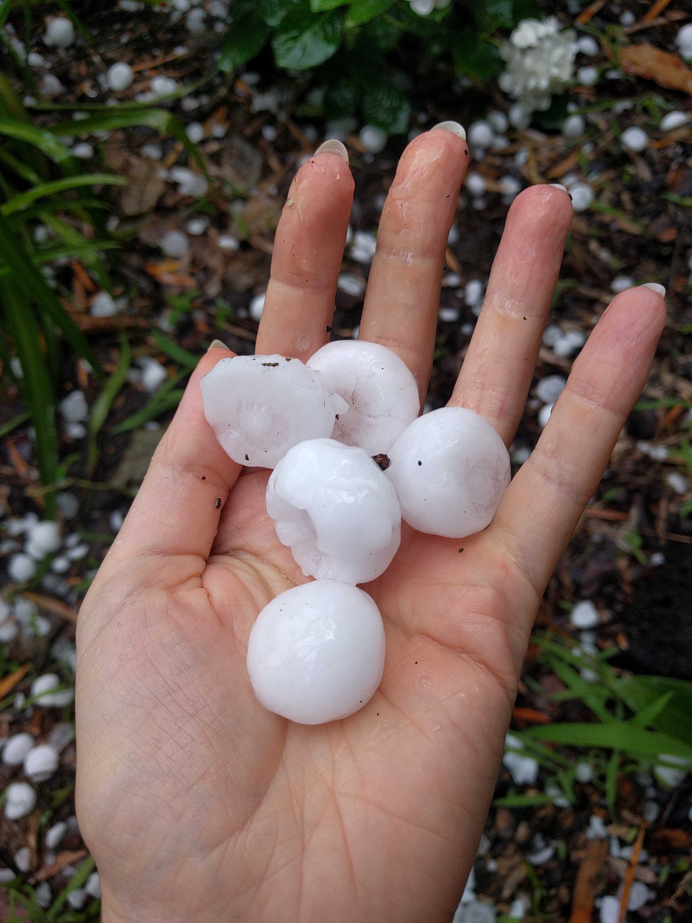 sydney hailstones