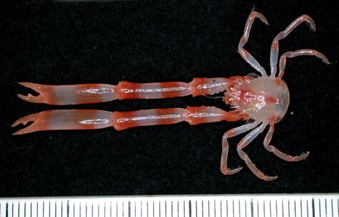 Squat lobster4 image CSIRO 1