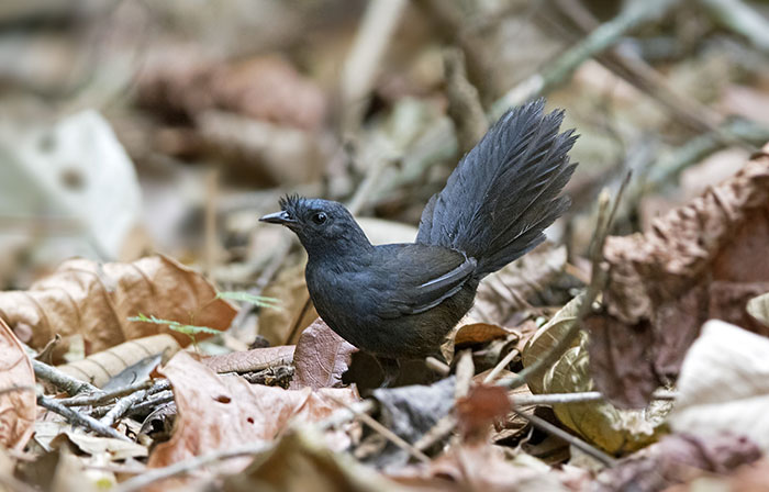 Stresemanns Bristlefront 